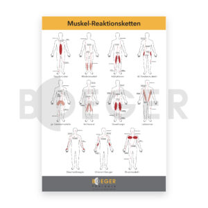 Plakat Muskelreaktionsketten A1 – PDF-Download